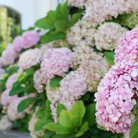 Apartment Vale Da Varzea *